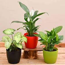 Buy Air Purifying Indoor Combo Plants
