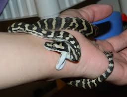 what is a carpet ball python