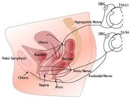 Innervation Of Pelvic Organs Sensory Axons Innervating The