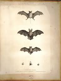 Free Spooky Vintage Bat Drawings For Halloween Picture Box