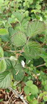 Rubus vestitus Weihe, European blackberry (World flora) - Pl@ntNet ...