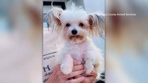 Adopting a cat or kitten. Bastrop Animal Shelter Has Small Hypoallergenic Dogs Up For Adoption Kvue Com