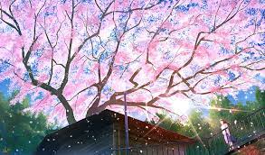 sakura tree hd wallpaper peakpx