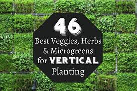Herbs Microgreens For Vertical Planting