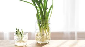 how to grow green onions from cuttings