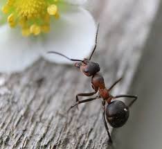 Некое зло и алчен мравки сака да го одземе мед на добра вредни пчели. 14 Nachina Kak Da Se Otrvem Ot Mravkite