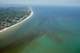 Red Tide Is Devastating Floridas Sea Life Are Humans To Blame