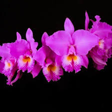 Cattleya (/ˈkætliə/) is a genus of orchids from costa rica south to argentina. Arquivos Orquidea Cattleya Labiata Cooperorchids Orquidario