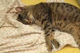 Average lifespan of a gray tabby cat the average lifespan of a cat breed by breed chart petcarerx. Tabby Cat Facts