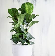 Insect Pests Of Houseplants