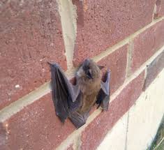 how do bats get into my attic