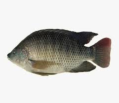 fish tilapia whole freshcarry limited
