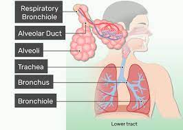 In humans and other mammals, the respiratory system can be conveniently divided into an upper respiratory tract (or conducting zone) and a lower respiratory tract (respiratory zone). Respiratory System Anatomy Major Zones Divisions