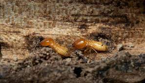 wood termites do not eat