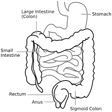 large small intestines definitions