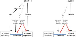 gnrh stimulated signal transduction
