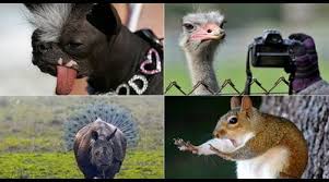 See more of смешни животни on facebook. Smeshni Fotografii Od Zhivotni Napraveni Vo Vistinskiot Mig