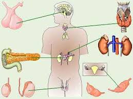 نتیجه تصویری برای هورمون – آشنایی با نقش کارکردها و انواع هورمون در بدن