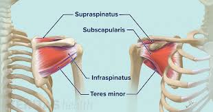 These muscles form the outer shape of the shoulder and underarm. Soft Tissues Of The Shoulder