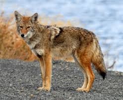Coyote Or Wolf Michigans Hybrids Creature Control