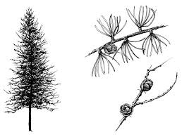 native deciduous conifer