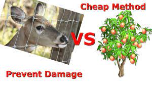 protecting your fruit trees from deer
