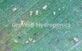 Spider Mites How To Prevent Identify Control Expert Advice
