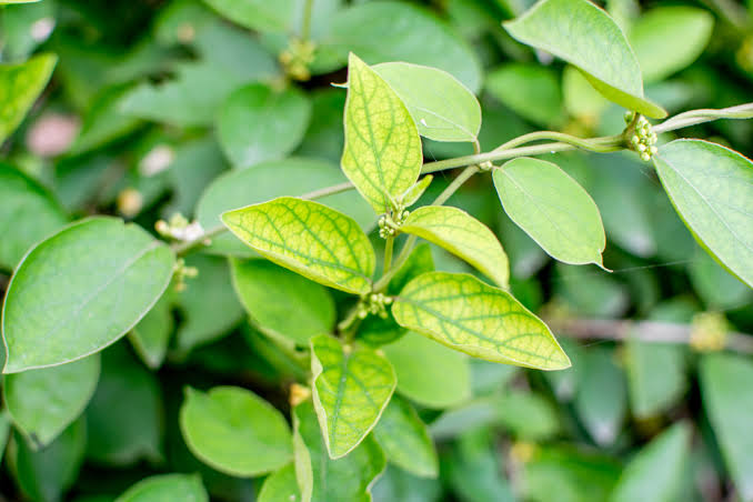 Meshashringi (Periploca of the woods) — Gymnema sylvester | Ayurvedic Medicinal Plant | Ishan Ayurved