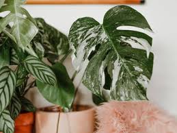 Find here details of companies selling philodendron plant, for your purchase requirements. Six Of The Most Expensive Houseplants And Why