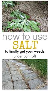 How To Use Salt To Kill Weeds The