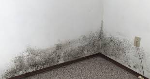 How To Remove Mold From Drywall