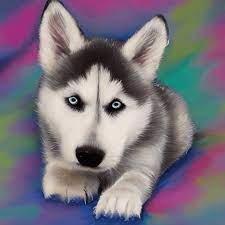husky puppy with blue eyes creative