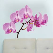 Orchid Wall Mural Decal Beautiful