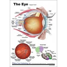 Eye Anatomical Chart