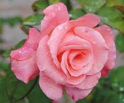 Pink Rose In Richmond S Rose Garden