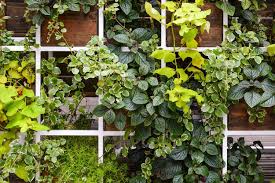 vertical gardens how to do it and