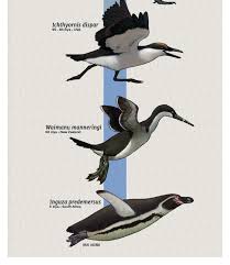 Penguin Evolution Extinct Animals Prehistoric Creatures