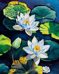white water lily flowers on a pond
