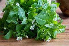 is-chickweed-good-for-chickens