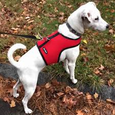 Wrap N Go Harness By Bark Appeal