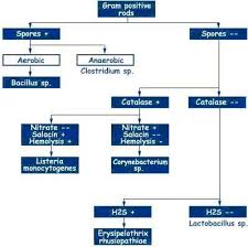 Bacterialisolationcharts Elmanama143