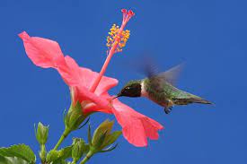 Hummingbird Plants 25 Of The Best