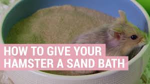 hamster sand baths how to give your