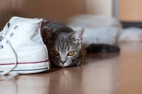 cat urine smell stains out of shoes