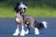 what-is-the-least-shedding-dog-breed