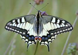 Papilio - Wikipedia