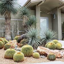 Design With Cactus Front Yard Decor