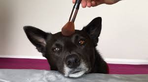 everyday makeup tutorial for my dog