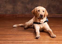 is bamboo flooring good for pets the