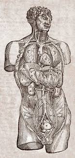 The human body has four limbs (two arms and two legs), a head and a neck which connect to the torso. Human Male Torso 16th Century Photograph By Middle Temple Library